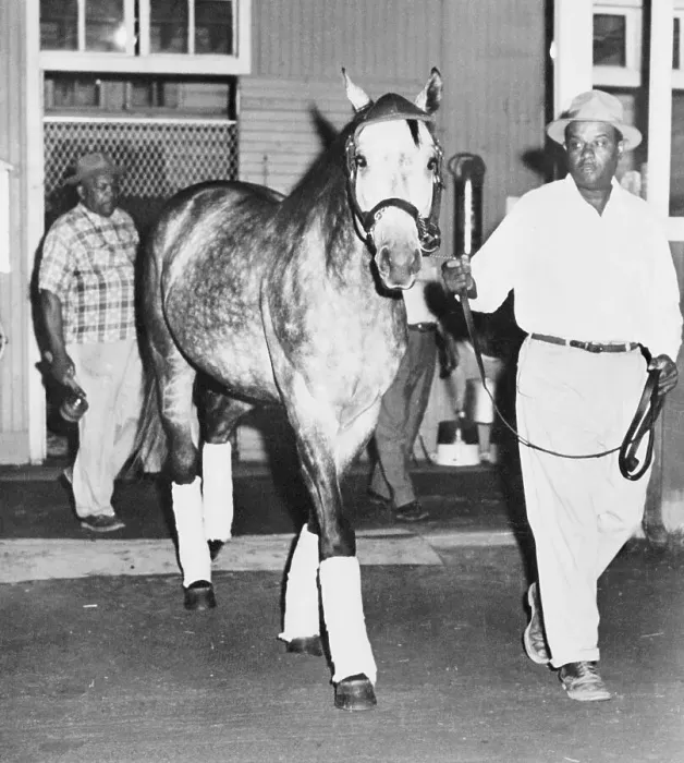 Framed Print : Horse Being Led Away From His Stall Framed Print : Horse Being Led Away From His Stall