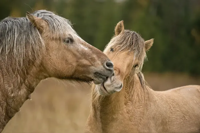 Framed Print : Horse Love Framed Print : Horse Love