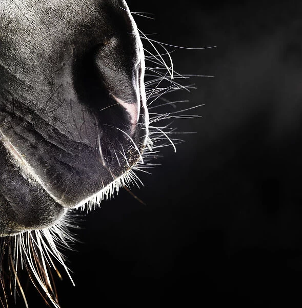 Horse nose and mouth