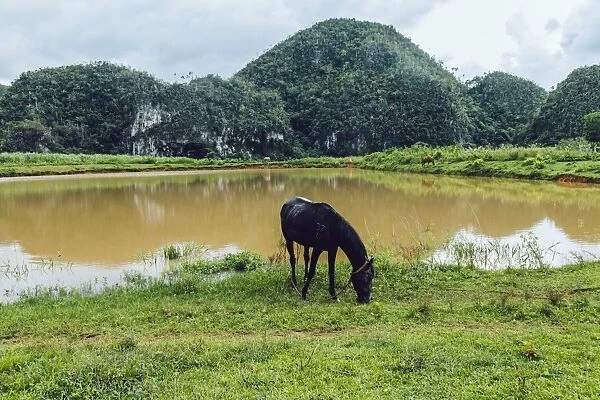 Horse on a pasture in ViAnales valley, in Cuba
