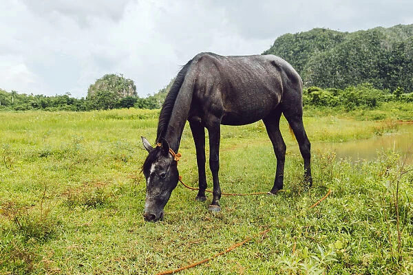 Horse on a pasture in ViAnales valley, in Cuba