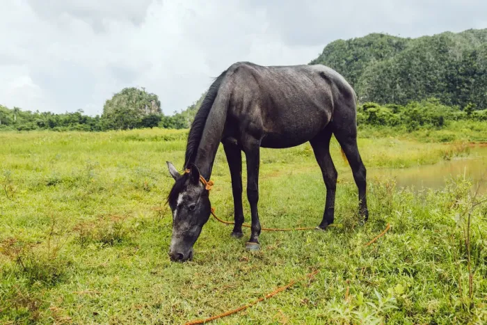 Framed Print : Horse on a pasture in ViAnales valley, in Cuba Framed Print : Horse on a pasture in ViAnales valley, in Cuba