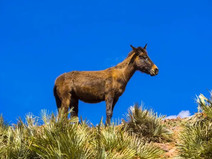 Framed Print : Horse on a path in the Atlas Mountains, Anammer, Ourika Valley, Marrakech-Tensift-Al Haouz, Morocco Framed Print : Horse on a path in the Atlas Mountains, Anammer, Ourika Valley, Marrakech-Tensift-Al Haouz, Morocco