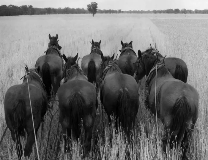 Framed Print : Eight Horse Power