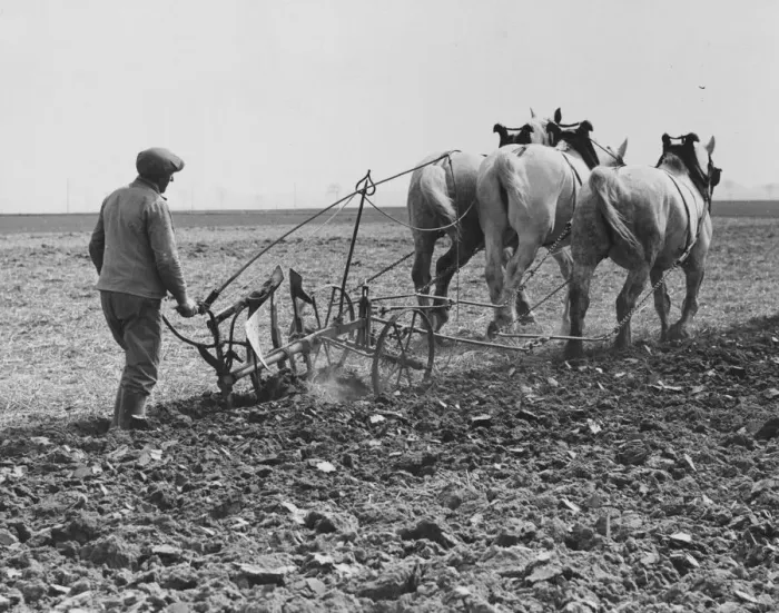Framed Print : Three Horse Power