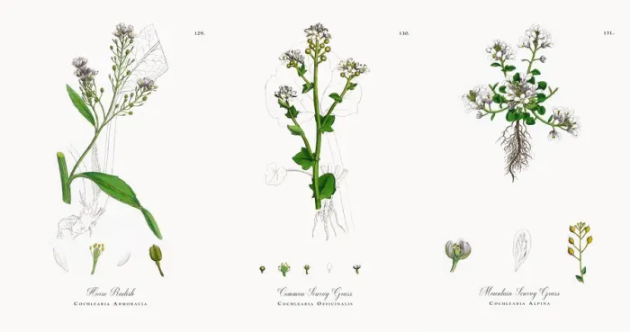Framed Print : Horse Radish, Cochlearia Armoracia, Victorian Botanical Illustration, 1863 Framed Print : Horse Radish, Cochlearia Armoracia, Victorian Botanical Illustration, 1863