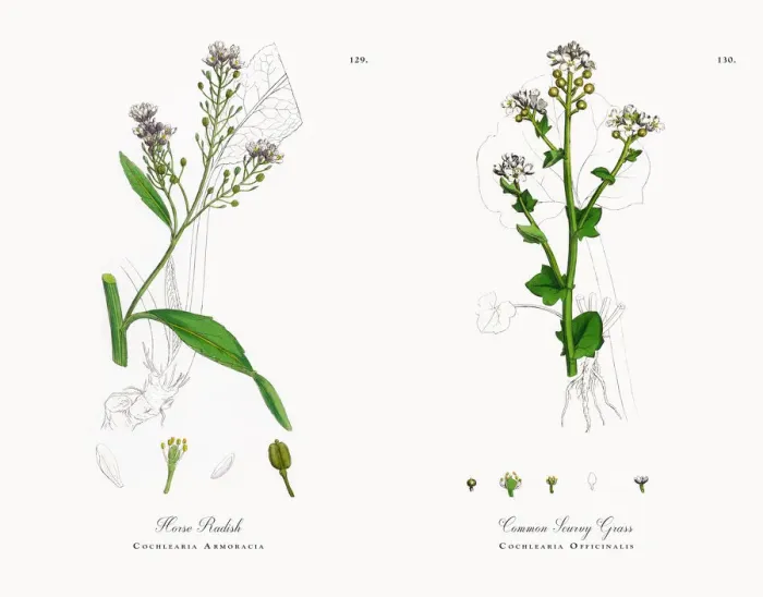 Framed Print : Horse Radish, Cochlearia Armoracia, Victorian Botanical Illustration, 1863 Framed Print : Horse Radish, Cochlearia Armoracia, Victorian Botanical Illustration, 1863