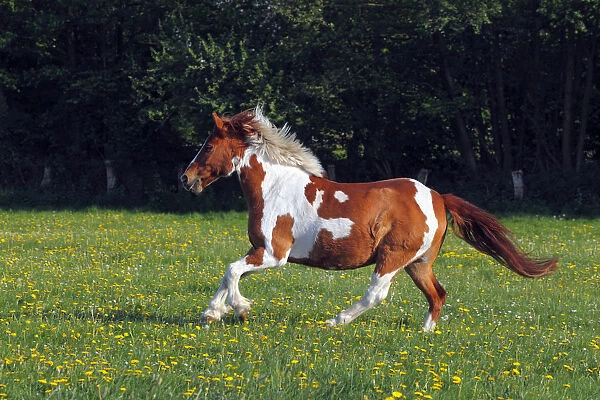 Horse running in a paddock, Lewitzer Pony, Lewitzer Pinto -Equus przewalskii f. caballus-
