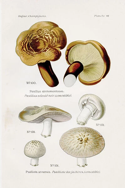 Horse shoe mushroom 1891
