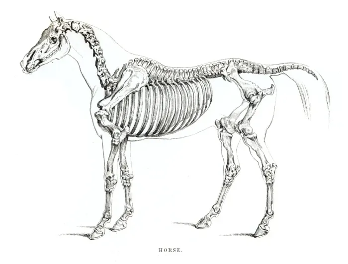 Framed Print : Horse skeleton engraving 1841 Framed Print : Horse skeleton engraving 1841