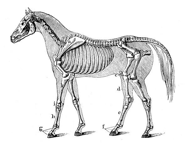 Horse skeleton engraving 1888