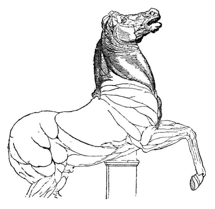 Framed Print : Horse Sketch by Leonardo Da Vinci Framed Print : Horse Sketch by Leonardo Da Vinci