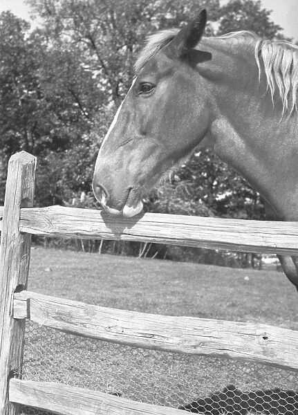 Horse standing at wooden fence, (B&W)