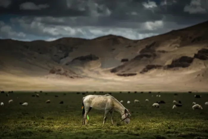 Framed Print : Horse stands in grass field