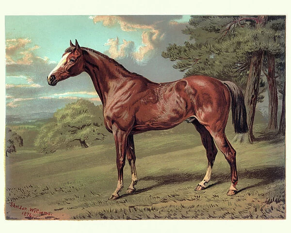 Horse, Stilton a Hunter, 19th Century