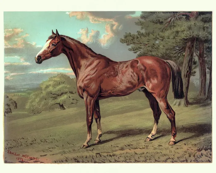 Framed Print : Horse, Stilton a Hunter, 19th Century Framed Print : Horse, Stilton a Hunter, 19th Century