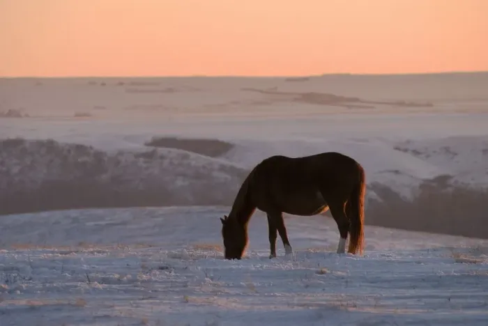 Framed Print : Horse at sunset Framed Print : Horse at sunset