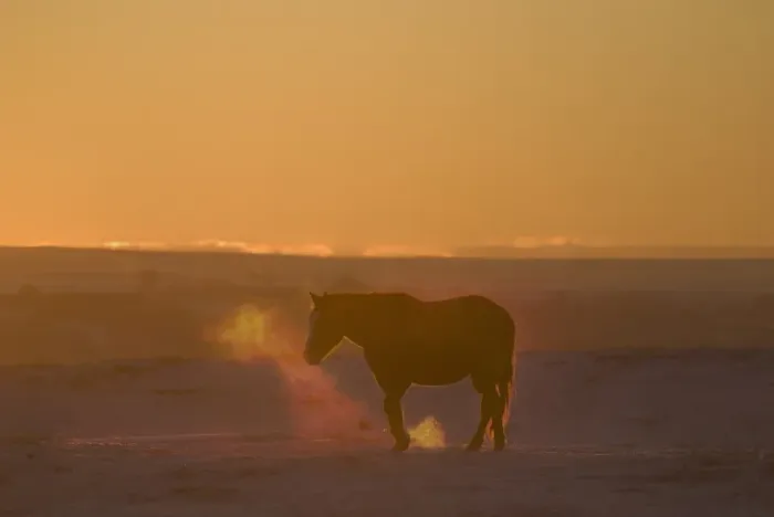 Framed Print : Horse at sunset Framed Print : Horse at sunset