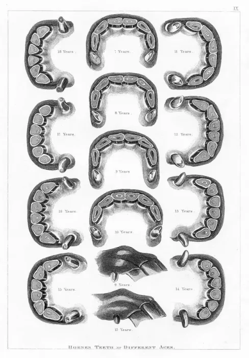 Framed Print : Horse teeth engraving 1873 Framed Print : Horse teeth engraving 1873