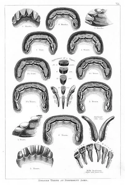 Horse teeth engraving 1873