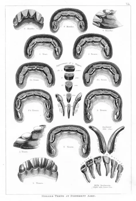 Framed Print : Horse teeth engraving 1873