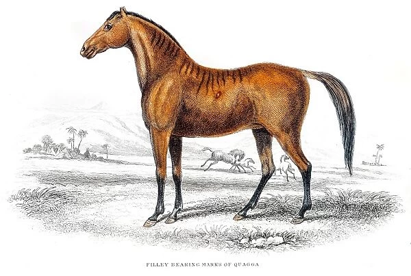 Horse Zebra mix engraving 1841