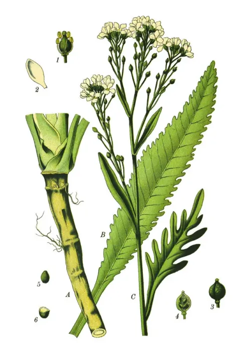 Framed Print : Horseradish Framed Print : Horseradish