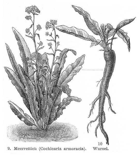 Horseradish engraving 1895