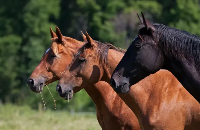Framed Print : Three horses Framed Print : Three horses