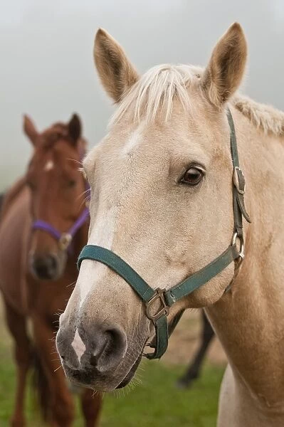 Horses. An extreme closeup of a light brown horse with a green halter