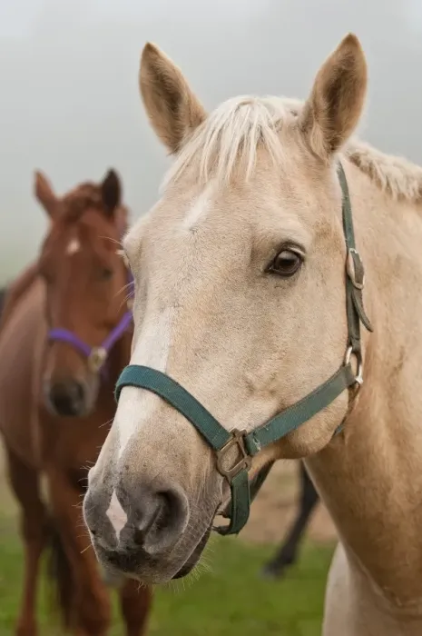Framed Print : Horses. An extreme closeup of a light brown horse with a green halter Framed Print : Horses. An extreme closeup of a light brown horse with a green halter