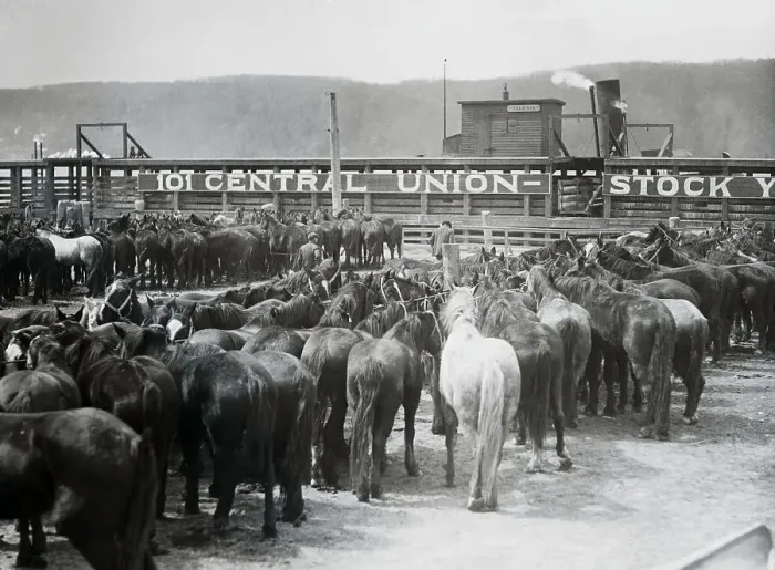 Framed Print : Horses Crowded for Transport Framed Print : Horses Crowded for Transport