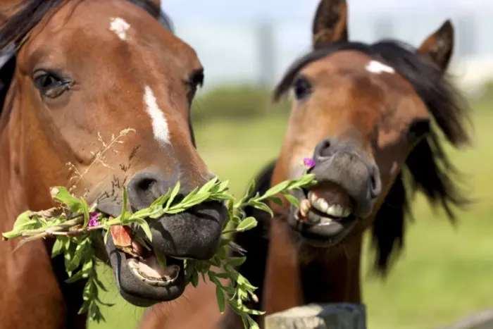 Framed Print : Horses don t like to share their food Framed Print : Horses don t like to share their food