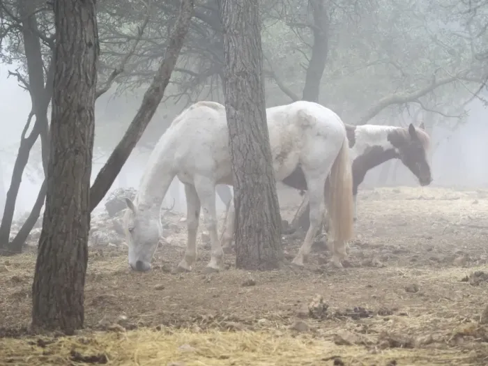 Framed Print : Horses eating in a forest Framed Print : Horses eating in a forest