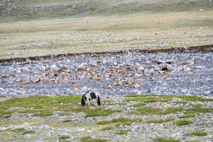 Framed Print : Horses (Equus ferus caballus) grazing alongside river, Gashuun Suhayt, Khovd Province, Mongolia