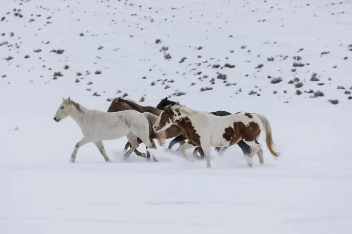Framed Print : Horses (Equus ferus caballus) running in winter snow, Hideout Ranch, Shell, Wyoming, USA Framed Print : Horses (Equus ferus caballus) running in winter snow, Hideout Ranch, Shell, Wyoming, USA