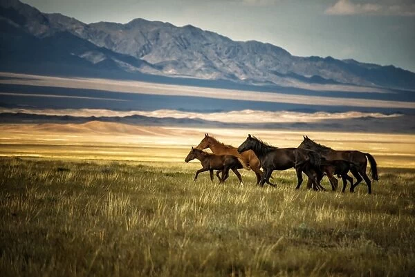 horses galloping over the field in kazakhstan