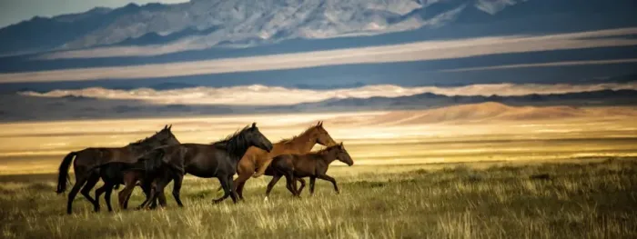 Framed Print : Horses galloping over the field in Kazakhstan Framed Print : Horses galloping over the field in Kazakhstan