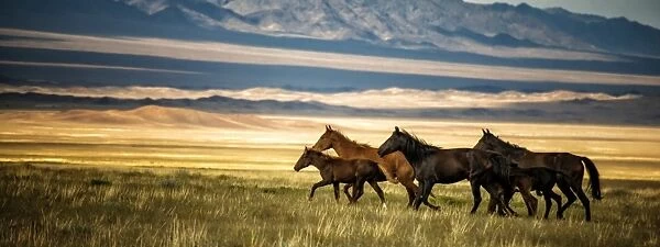 Horses galloping over the field in kazakhstan