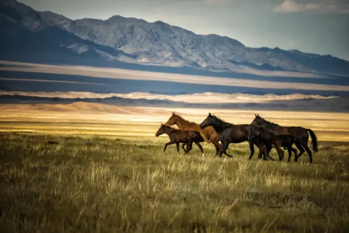 Framed Print : horses galloping over the field in kazakhstan