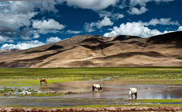 Three horses in grassland of Tibet
