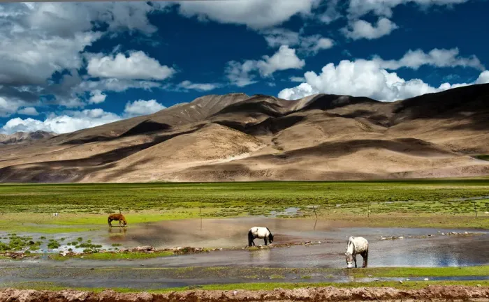 Framed Print : Three horses in grassland of Tibet Framed Print : Three horses in grassland of Tibet
