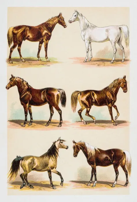 Framed Print : Horses illustration engraving 1882 Framed Print : Horses illustration engraving 1882