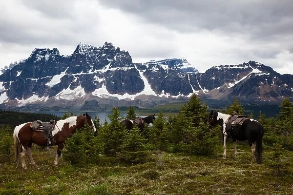 Horses, Jasper National Park, Alberta, Canada