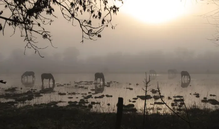 Framed Print : Horses at misty dawn Framed Print : Horses at misty dawn