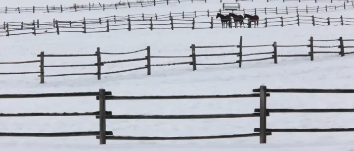 Framed Print : Horses in paddocks on a ranch in the snow at Palouse, Washington, USA Framed Print : Horses in paddocks on a ranch in the snow at Palouse, Washington, USA