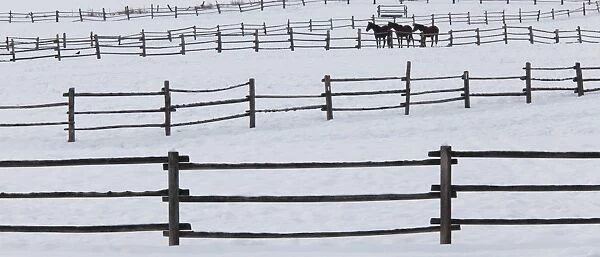 Horses in paddocks on a ranch in the snow at Palouse, Washington, USA