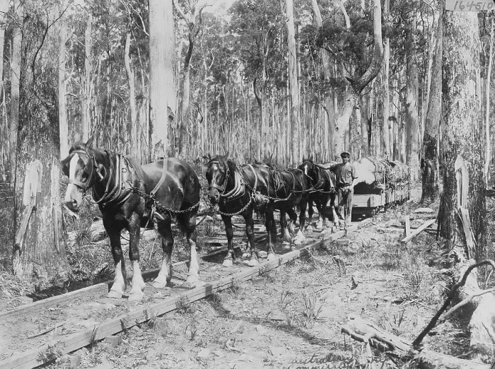 Framed Print : Horses Pulling Logs Framed Print : Horses Pulling Logs