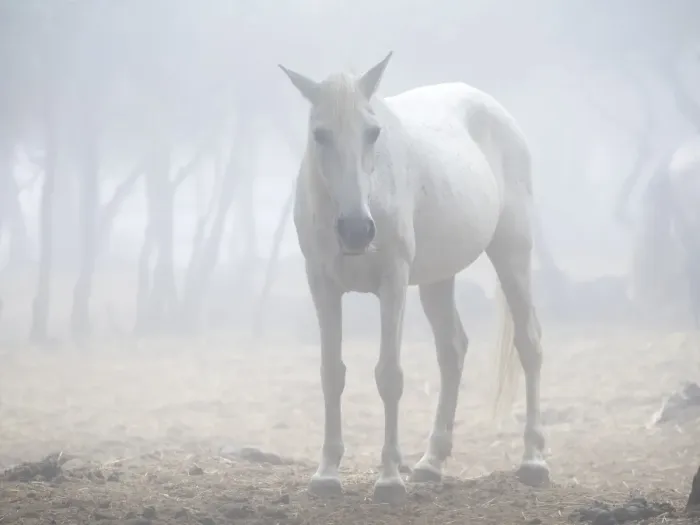 Framed Print : Horses raised outdoors and at liberty in a Mediterranean forest Framed Print : Horses raised outdoors and at liberty in a Mediterranean forest