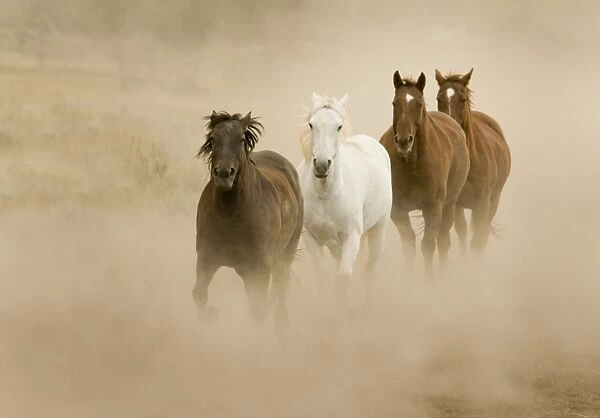 Horses running and kicking up dust
